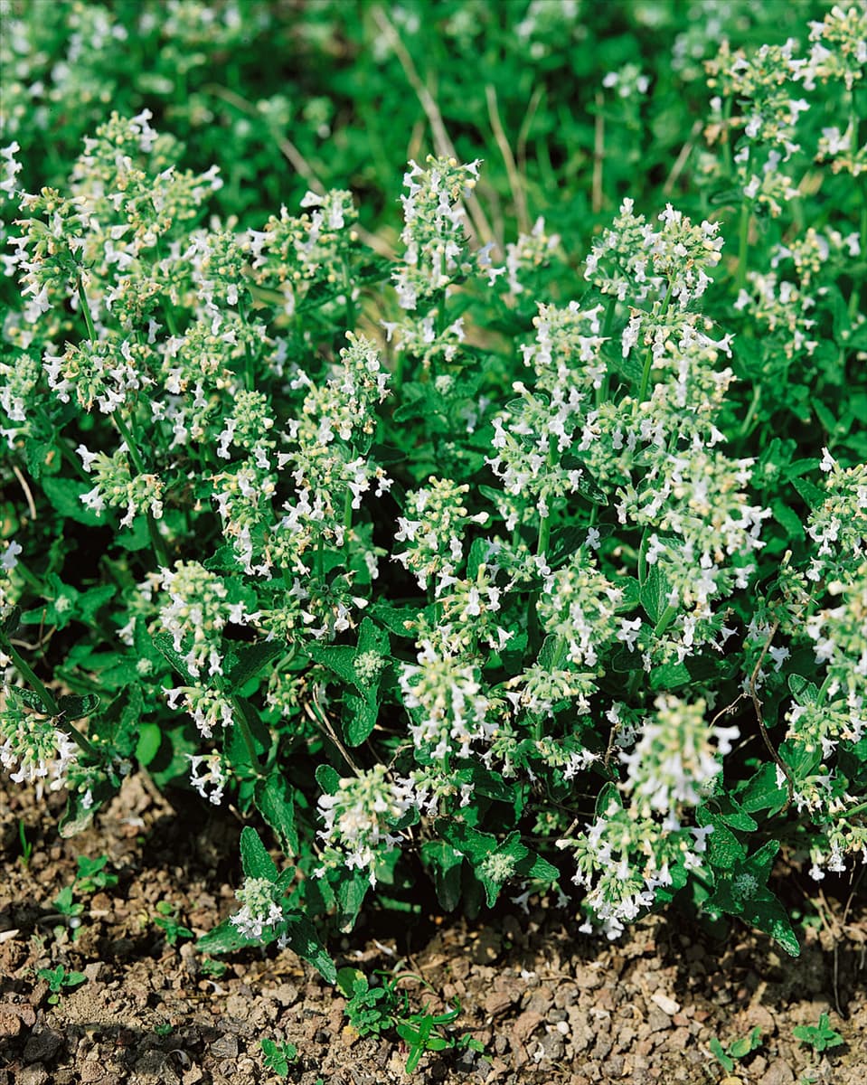 NEPETA RACEMOSA SNOWFLAKE