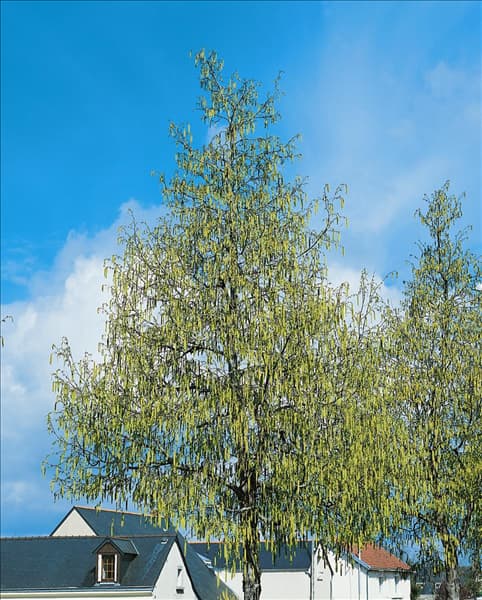 Ostrya carpinifolia