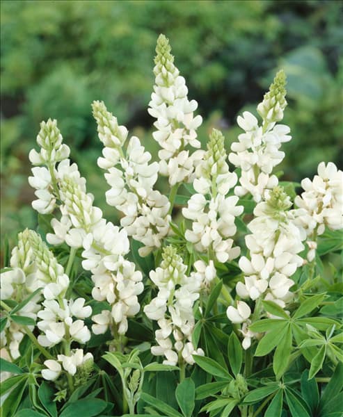 Lupinus nanus Dwarf White