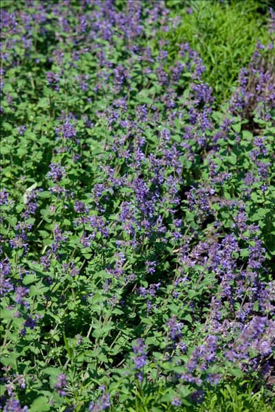 Nepeta racemosa