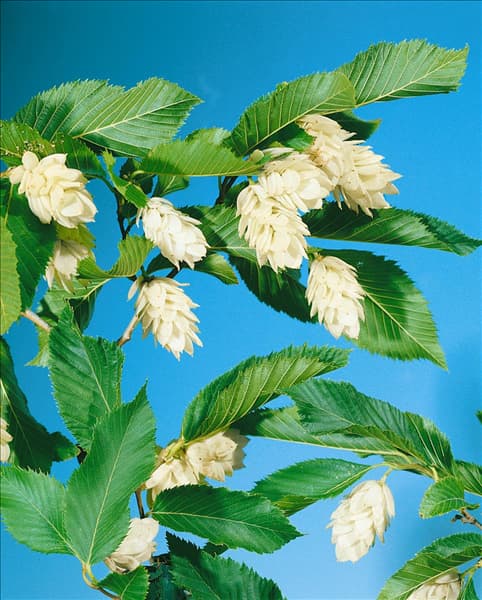 OSTRYA CARPINIFOLIA