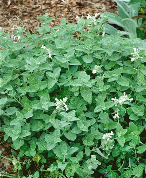 NEPETA RACEMOSA SNOWFLAKE