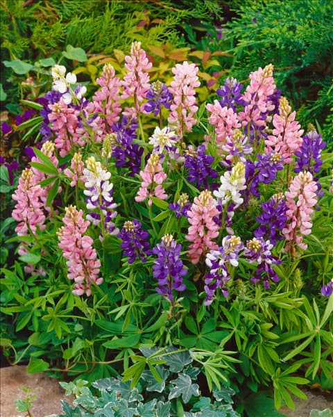 Lupinus nanus Pixie Delight mixed