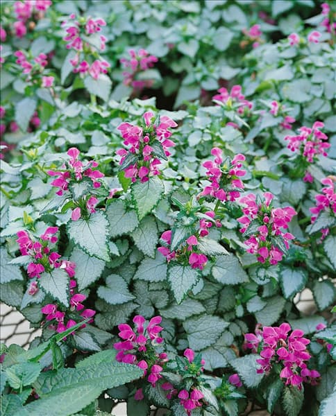 Lamium maculatum Purple Dragon