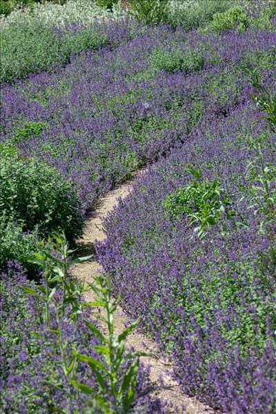 Nepeta racemosa