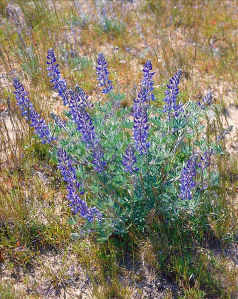 LUPINUS nanus