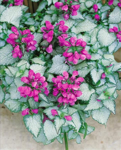 Lamium maculatum Beacon Silver