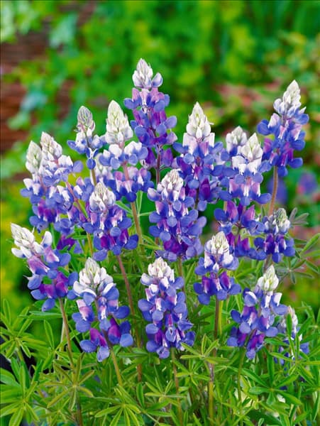 Lupinus nanus