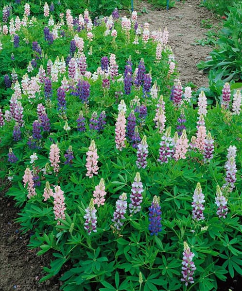 Lupinus nanus Pixie Delight