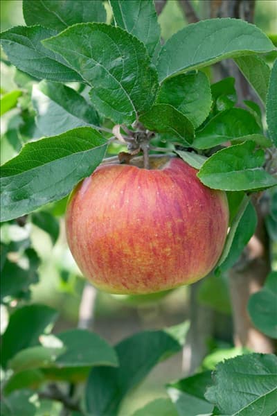 Malus domestica Rote Goldparmäne