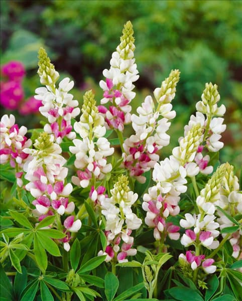 Lupinus nanus Dwarf Pink Fairy