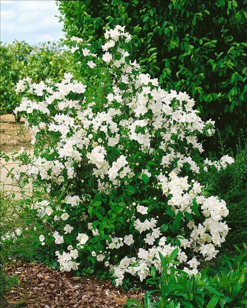 Philadelphus x virginalis Natchez