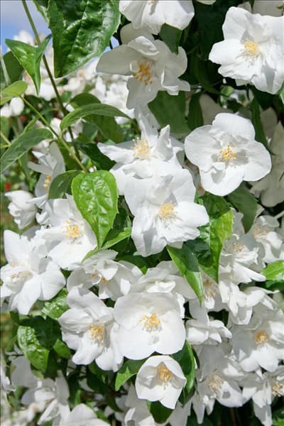 Philadelphus Natchez