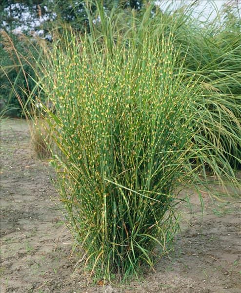 Miscanthus sinensis