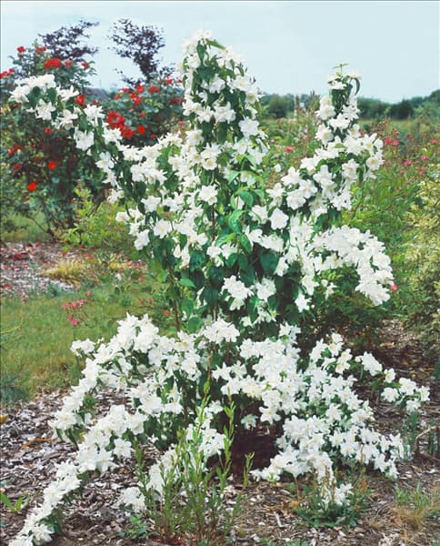 Philadelphus Natchez