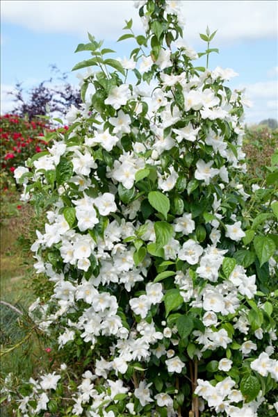 Philadelphus Natchez