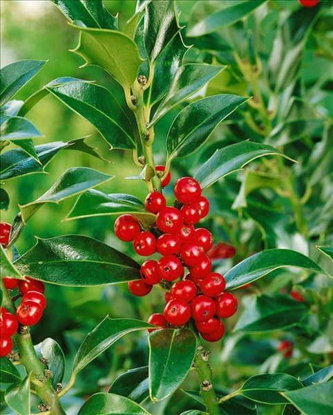 Ilex aquifolium Pyramidalis