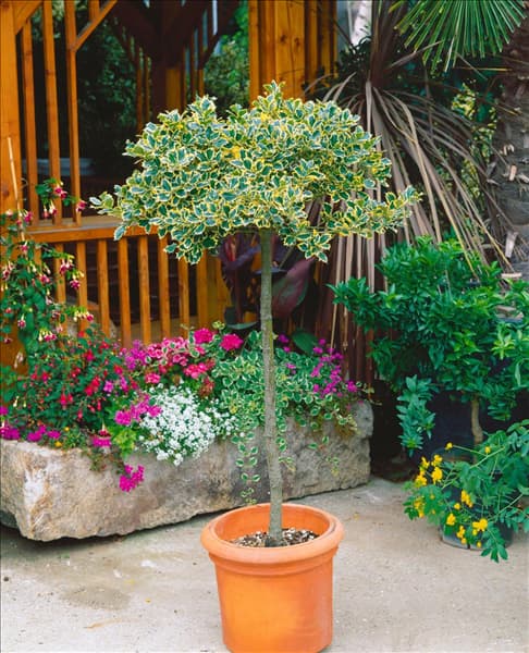 Ilex aquifolium Aurea Marginata