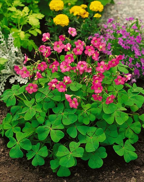 Oxalis deppei