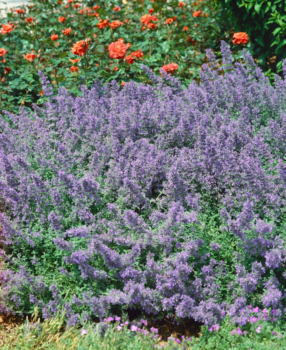 NEPETA X FAASSENII