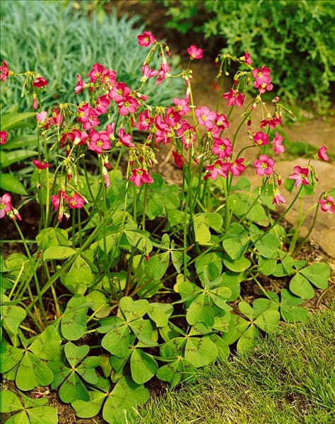 OXALIS DEPPEI