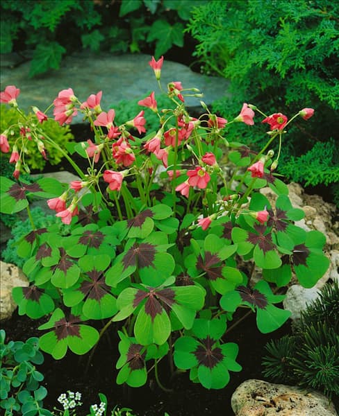 OXALIS DEPPEI IRON CROSS