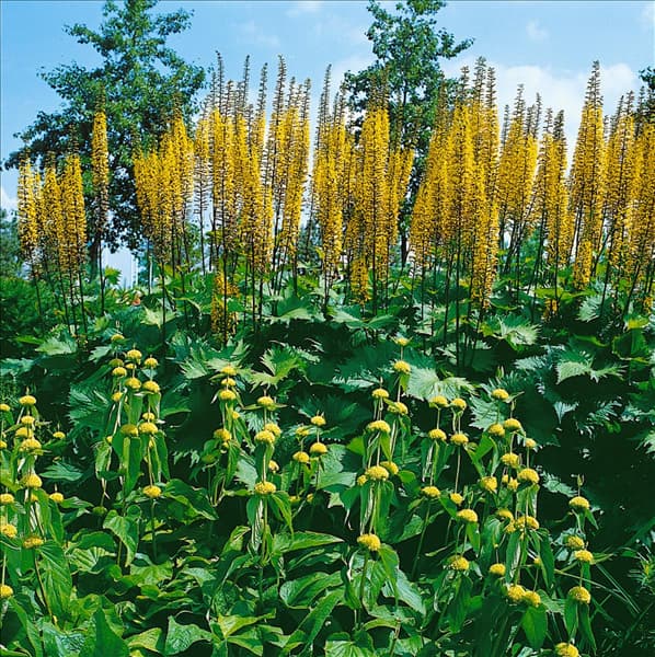 Ligularia The Rocket