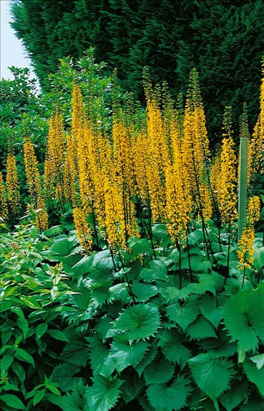 Ligularia The Rocket