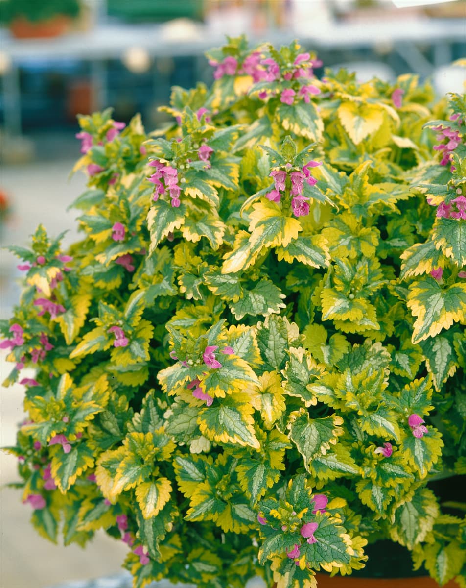 Lamium maculatum Golden Anniversary