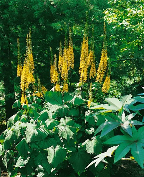 Ligularia The Rocket