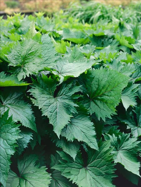 Ligularia The Rocket