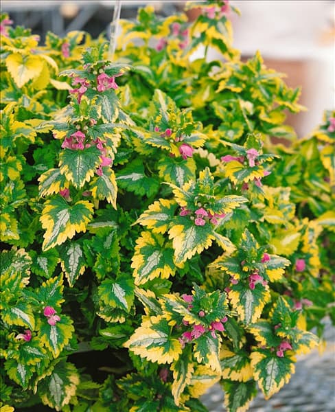 LAMIUM Golden Anniversary