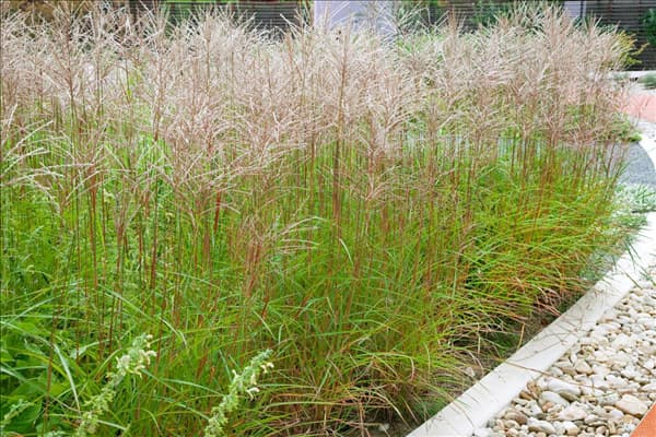Miscanthus sinensis Gracillimus