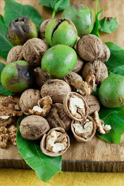 Juglans regia subsp. regia Mars