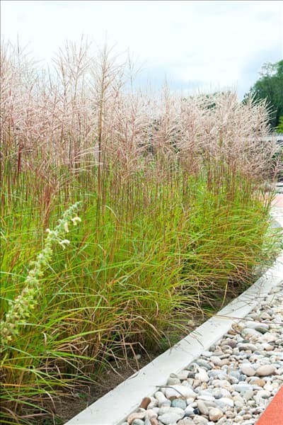Miscanthus sinensis Gracillimus