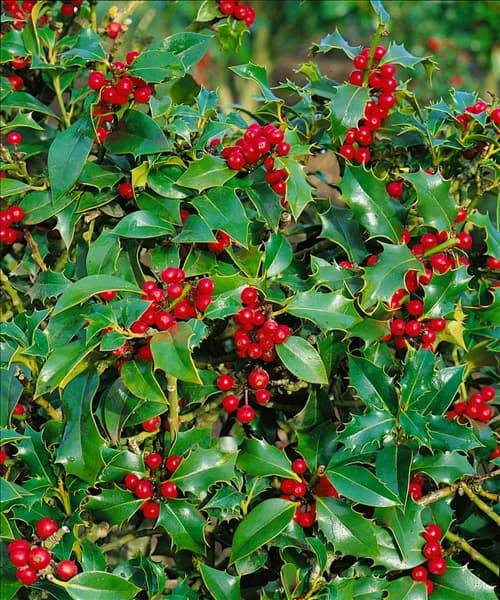 ILEX AQUIFOLIUM ALASKA