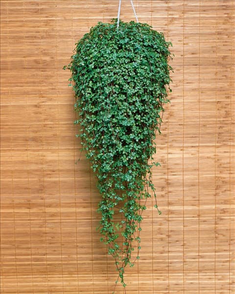 Pilea Glauca