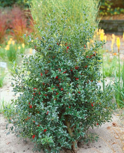 ILEX AQUIFOLIUM ALASKA