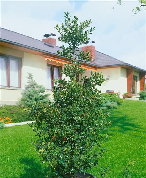 ILEX AQUIFOLIUM ALASKA