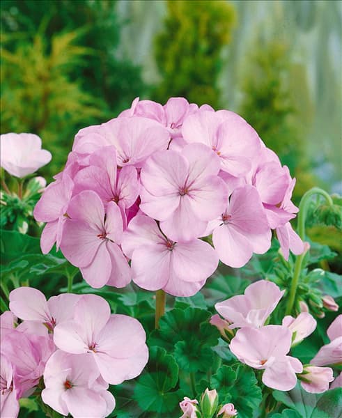 PELARGONIUM ZONALE VOGUE APPLEBLOSSOM