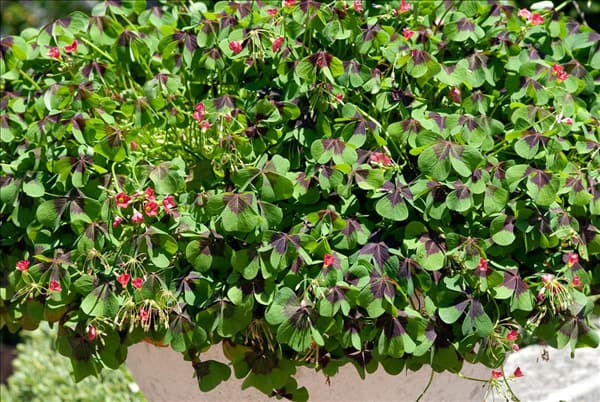 Oxalis tetraphylla Iron Cross