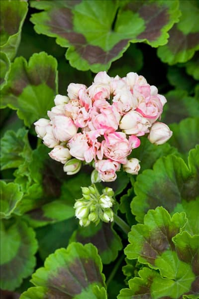 Pelargonium zonale Appleblossom Rosebud