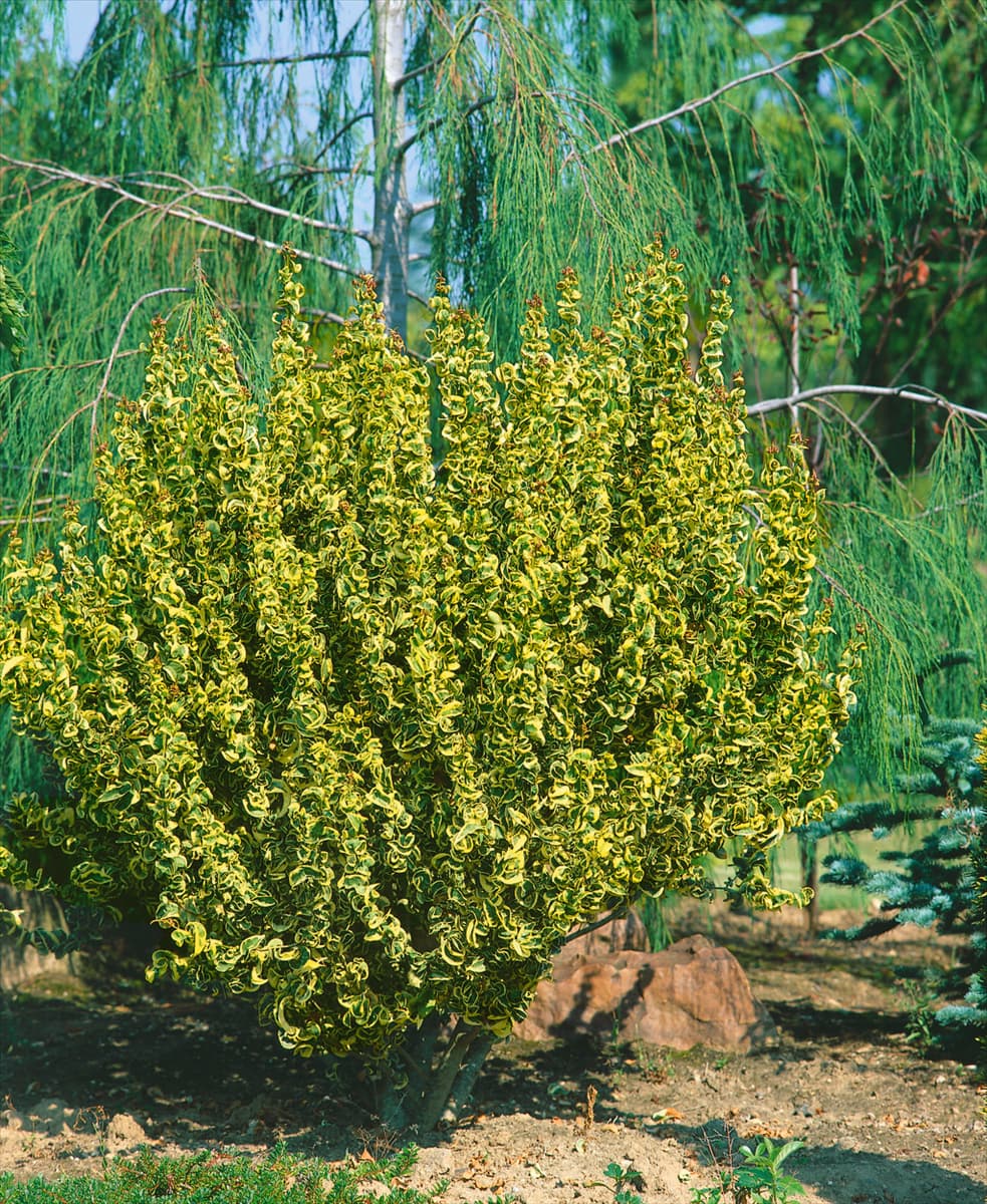 Ligustrum japonicum Chevreloup