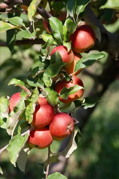Malus domestica Roter Berlepsch