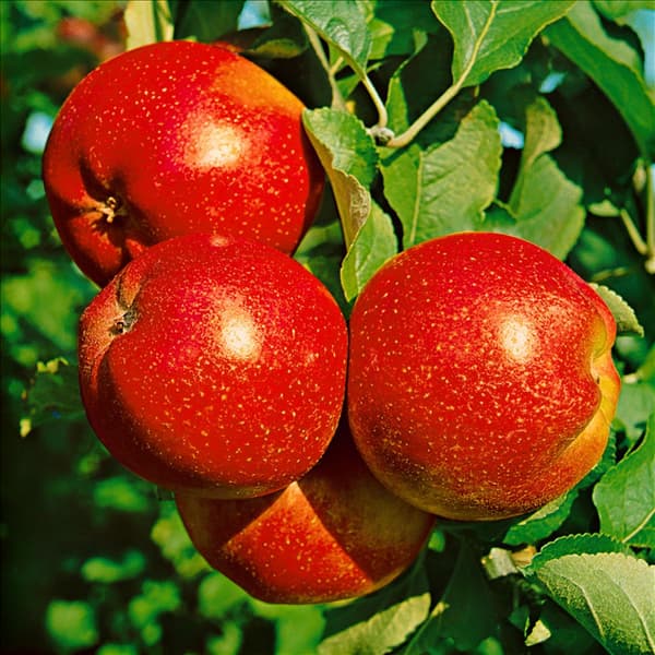 Malus domestica Roter Berlepsch