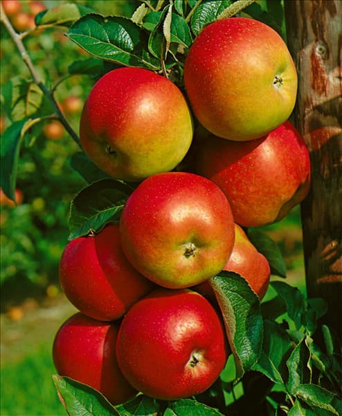 Malus domestica Roter Berlepsch