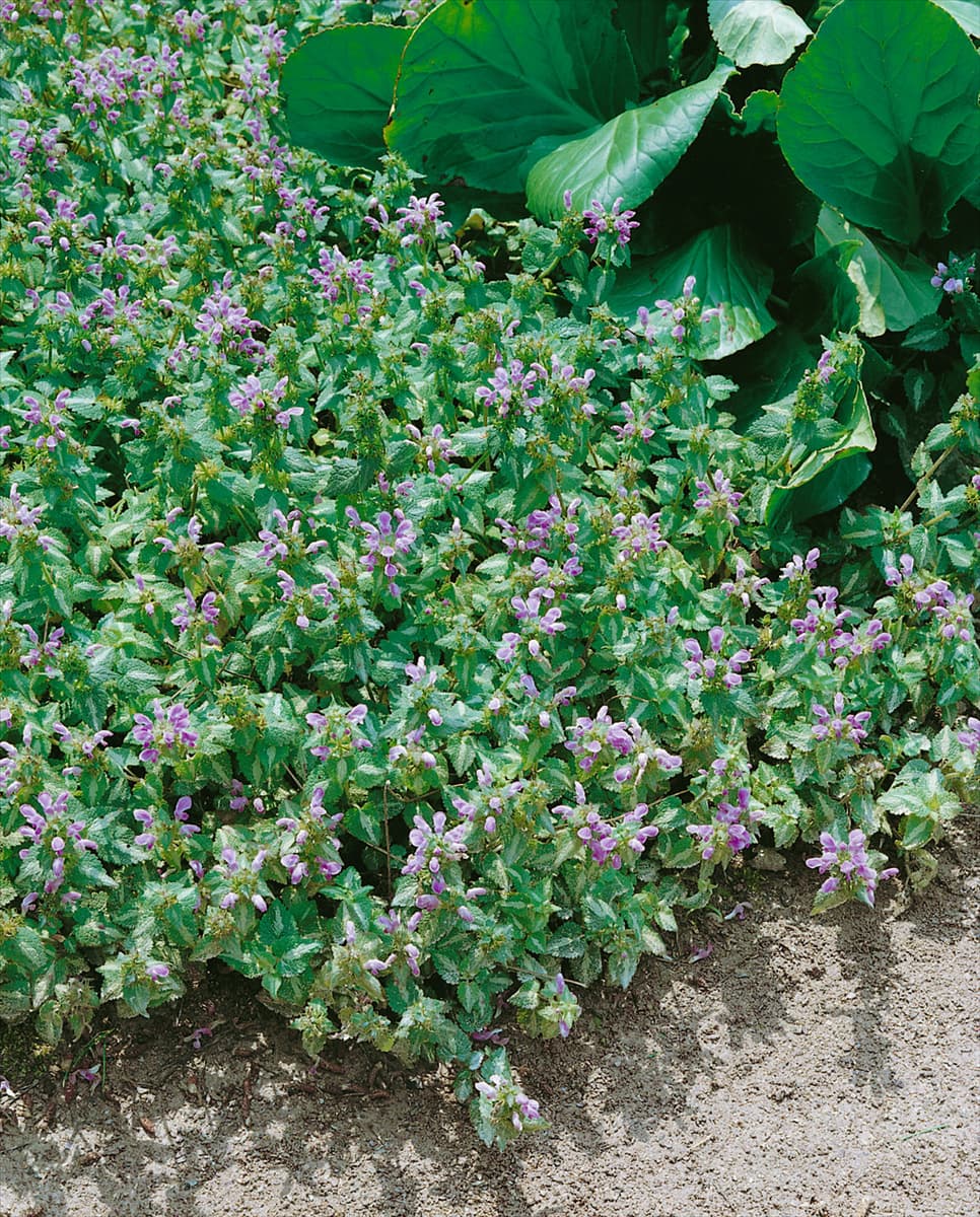 LAMIUM MACULATUM ROSEUM
