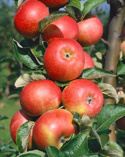 Malus domestica Roter Berlepsch