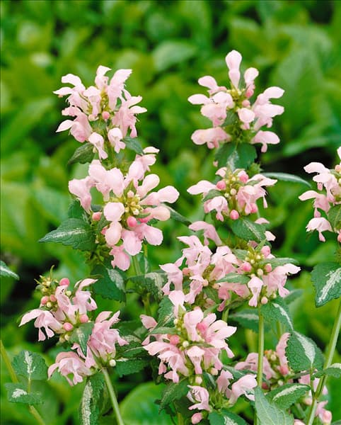 LAMIUM MACULATUM ROSEUM