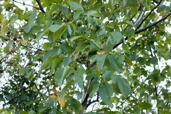 Juglans regia 'Saturn'